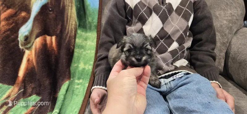 Frankie  – Maltipom puppy for sale in Memphis, MO