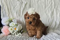 Dolly, a female Maltipoo for sale in Memphis, MO – 4 of 4