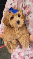 Ace, a male Maltipoo for sale in Memphis, MO – 2 of 2