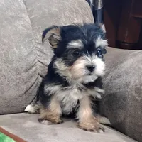 Ruger, a male Morkie for sale in Memphis, MO – Photo 3 of 9