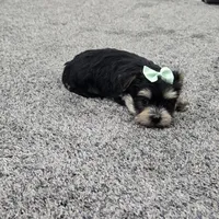 Ruger, a male Morkie for sale in Memphis, MO – Photo 8 of 9