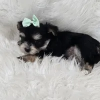 Ruger, a male Morkie for sale in Memphis, MO – Photo 9 of 9