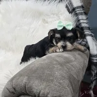 Ruger, a male Morkie for sale in Memphis, MO – Photo 7 of 9