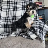 Ruger, a male Morkie for sale in Memphis, MO – Photo 2 of 9