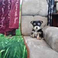 Ruger, a male Morkie for sale in Memphis, MO – Photo 4 of 9