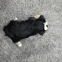 Ruger, a male Morkie for sale in Memphis, MO – Photo 6 of 9