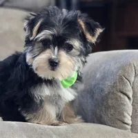 Ruger, a male Morkie for sale in Memphis, MO – Photo 1 of 9