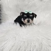 Ruger, a male Morkie for sale in Memphis, MO – Photo 5 of 9