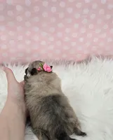 Hazel, a female Pomeranian for sale in Memphis, MO – Photo 3 of 3