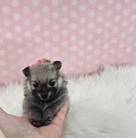 Hazel, a female Pomeranian for sale in Memphis, MO – Photo 2 of 3