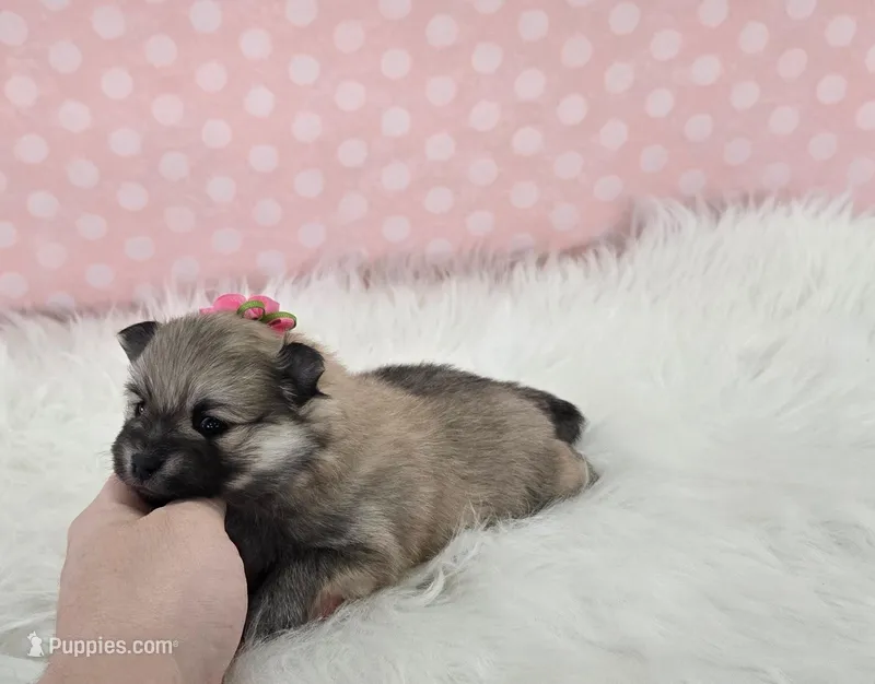 Hazel – Pomeranian puppy for sale in Memphis, MO