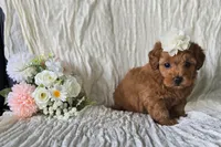 Dolly, a female Maltipoo for sale in Memphis, MO – 3 of 4