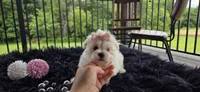 Minnie , a female Maltese for sale in Memphis, MO – 3 of 4