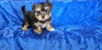 Ricky , a male Morkie for sale in Memphis, MO – 2 of 4