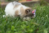 Fluffy , a female Maltipom for sale in Memphis, MO – 6 of 9
