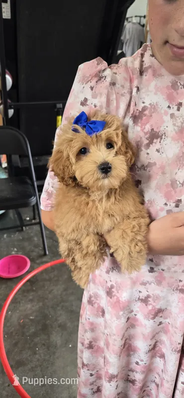 Ace – Maltipoo puppy for sale in Memphis, MO