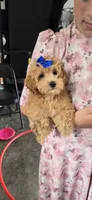 Ace, a male Maltipoo for sale in Memphis, MO – 1 of 2