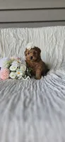 Dolly, a female Maltipoo for sale in Memphis, MO – 2 of 4