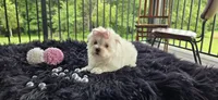 Minnie , a female Maltese for sale in Memphis, MO – 2 of 4