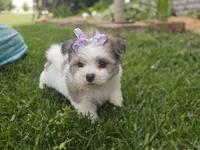 Fluffy , a female Maltipom for sale in Memphis, MO – 7 of 9
