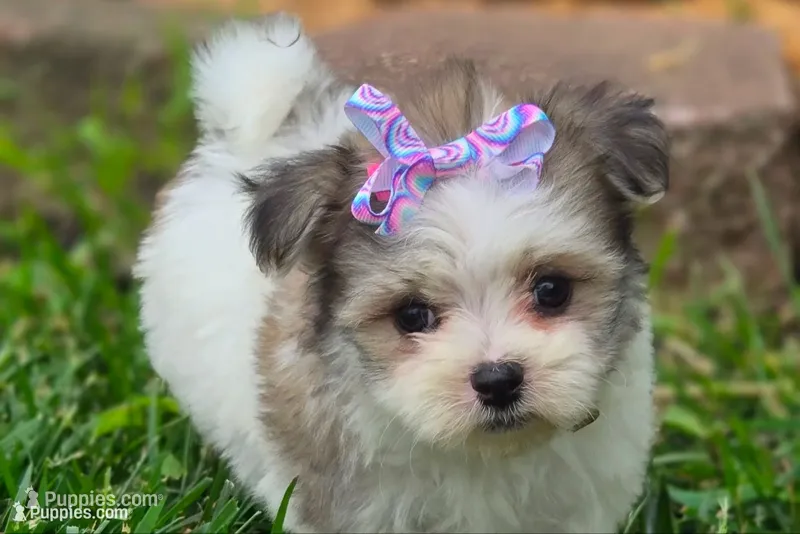 Fluffy , a female Maltipom for sale in Memphis, MO – 1 of 9
