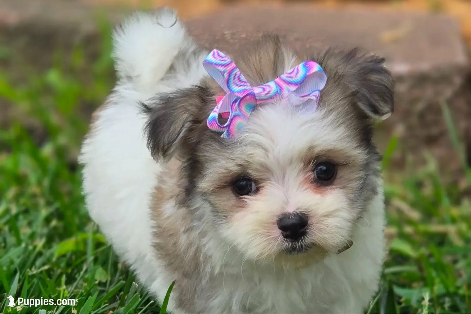 Fluffy , a female Maltipom for sale in Memphis, MO – 1 of 9