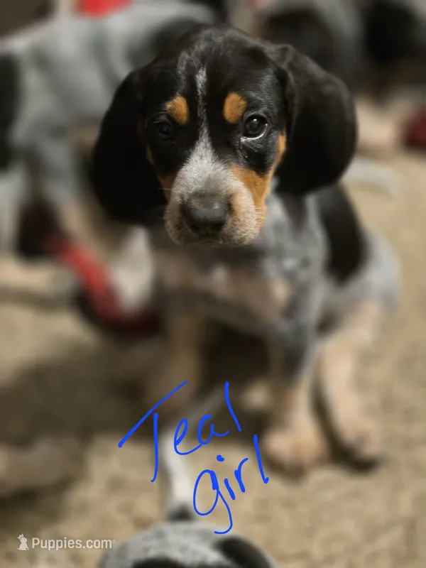 Georgia – Bluetick Coonhound puppy for sale in Lovington, NM