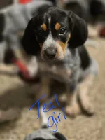 Georgia, a female Bluetick Coonhound for sale in Lovington, NM – 1 of 2
