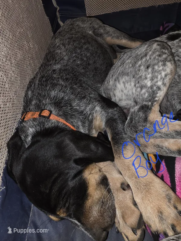 Cletus – Bluetick Coonhound puppy for sale in Lovington, NM