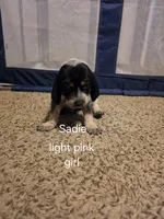Sadie , a female Bluetick Coonhound for sale in Lovington, NM – 2 of 2
