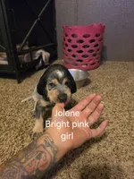 Jolene , a female Bluetick Coonhound for sale in Lovington, NM – 2 of 2
