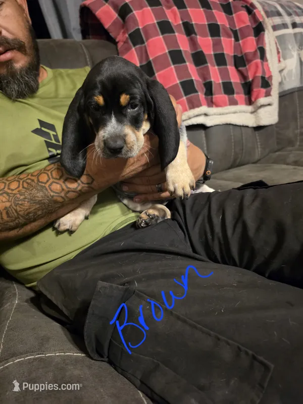 Parker – Bluetick Coonhound puppy for sale in Lovington, NM
