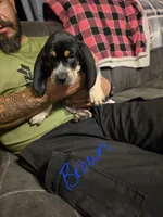 Parker, a male Bluetick Coonhound for sale in Lovington, NM – 1 of 5