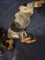 Parker, a male Bluetick Coonhound for sale in Lovington, NM – 2 of 5
