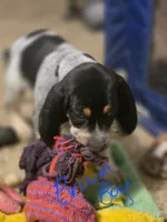 Parker, a male Bluetick Coonhound for sale in Lovington, NM – 3 of 5