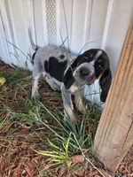Rosco, a male Bluetick Coonhound for sale in Lovington, NM – 5 of 8