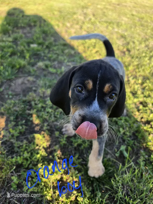 Cletus – Bluetick Coonhound puppy for sale in Lovington, NM