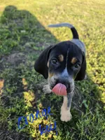 Cletus, a male Bluetick Coonhound for sale in Lovington, NM – 2 of 2