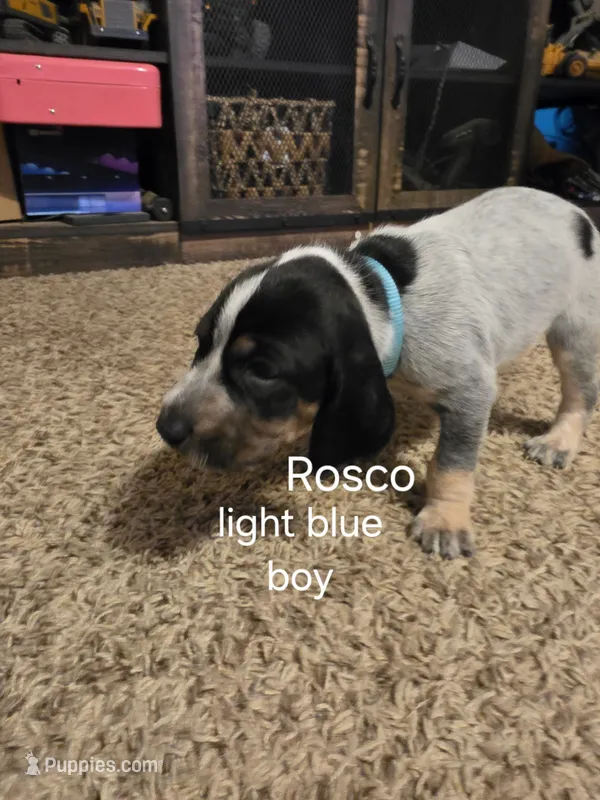 Rosco – Bluetick Coonhound puppy for sale in Lovington, NM