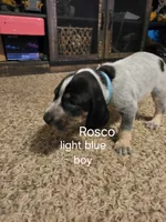 Rosco, a male Bluetick Coonhound for sale in Lovington, NM – 1 of 2