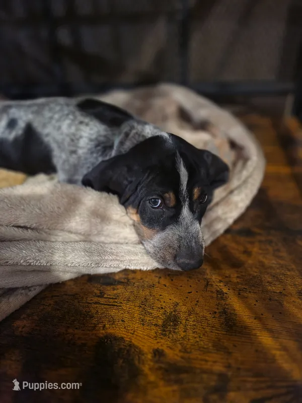 Rosco – Bluetick Coonhound puppy for sale in Lovington, NM