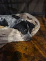 Rosco, a male Bluetick Coonhound for sale in Lovington, NM – 2 of 8