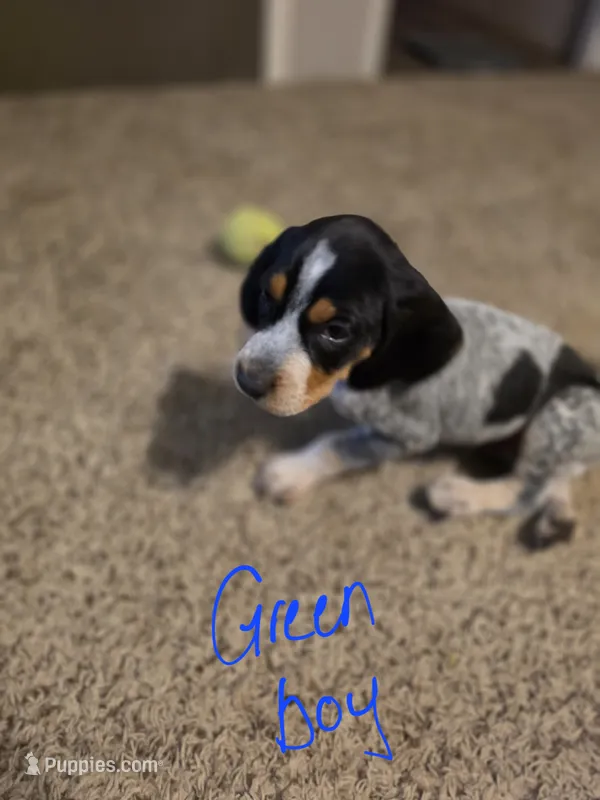 Chase – Bluetick Coonhound puppy for sale in Lovington, NM