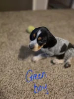 Chase, a male Bluetick Coonhound for sale in Lovington, NM – 1 of 2