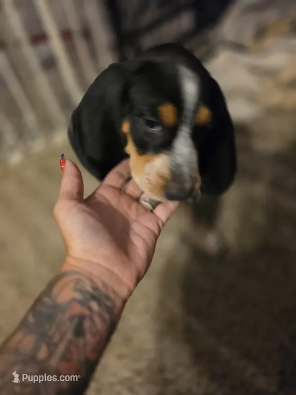 Chase – Bluetick Coonhound puppy for sale in Lovington, NM