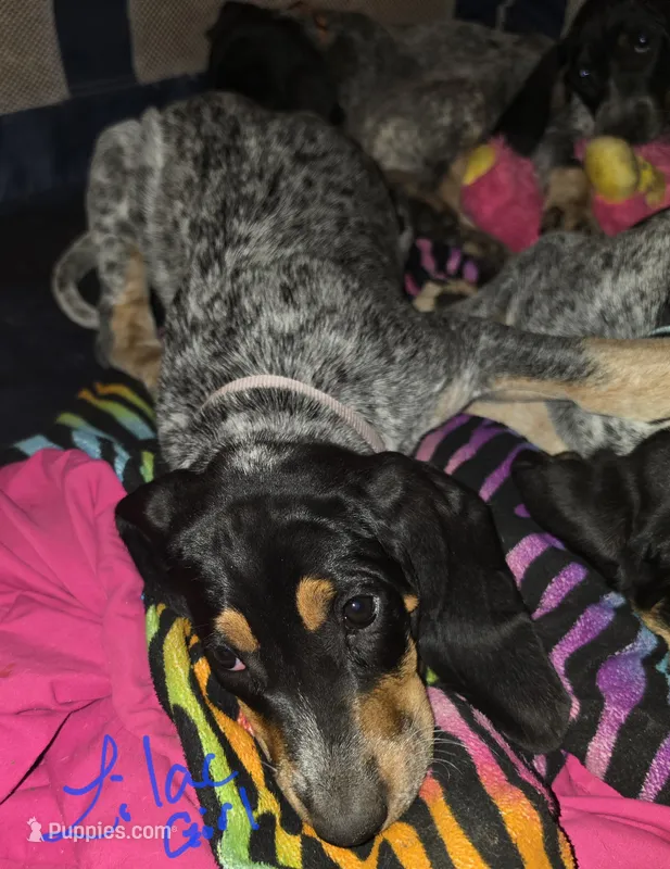 Sadie  – Bluetick Coonhound puppy for sale in Lovington, NM