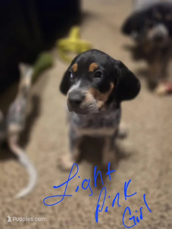 Sadie  – Bluetick Coonhound puppy for sale in Lovington, NM