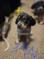 Sadie , a female Bluetick Coonhound for sale in Lovington, NM – 1 of 2