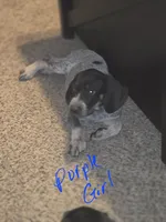 Lucille, a female Bluetick Coonhound for sale in Lovington, NM – 1 of 2