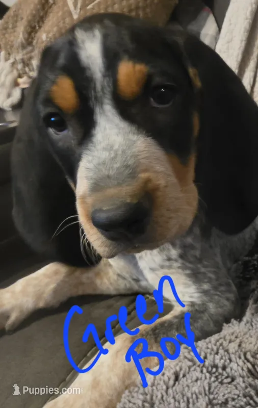 Chase – Bluetick Coonhound puppy for sale in Lovington, NM